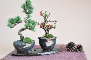 bonsai