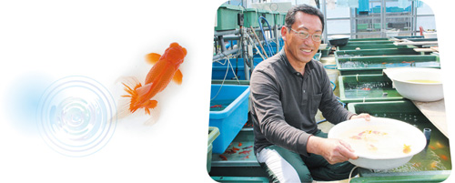 nagasima